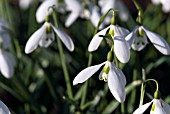 GALANTHUS ARMINE