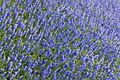 MUSCARI ARMENIACUM; BLUE GRAPE HYACINTH