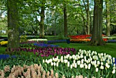 TULIP AND HYACINTH DISPLAYS AT KEUKENHOF GARDENS, HOLLAND