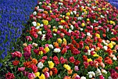 DOUBLE EARLY TULIPS AND MUSCARI ARMENIACUM