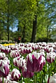 TULIPA ZUREL; PURPLE AND WHITE TRIUMPH TULIP