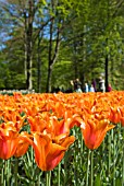 TULIPA BALLERINA