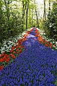 MUSCARI ARMENIACUM, TULIPA RED RIDING HOOD AND NARCISSUS PETREL AT KEUKENHOF GARDENS; HOLLAND