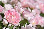 TULIPA ANGELIQUE; PINK DOUBLE LATE TULIP