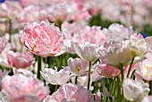 TULIPA ANGELIQUE; PINK DOUBLE LATE TULIP