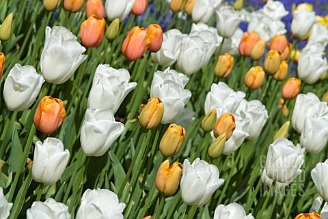 TULIPA_DORDOGNE_AND_CLEARWATER_SINGLE_LATE_TULIPS