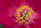 PEONIA STAMENS