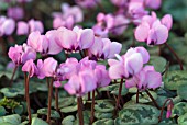 CYCLAMEN COUM