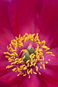 PEONIA STAMENS