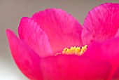 PEONIA STAMENS