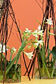 HIPPEASTRUM LEMON AND LIME