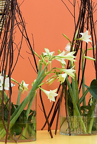 HIPPEASTRUM_LEMON_AND_LIME