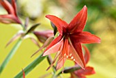 HIPPEASTRUM BOGOTA