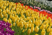 TULIPA BIG SMILE; YELLOW SINGLE LATE TULIP