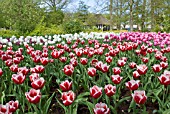 TULIPA LEEN VAN DER MARK; RED AND PINK TRIUMPH TULIPS AT KEUKENHOF GARDENS, HOLLAND