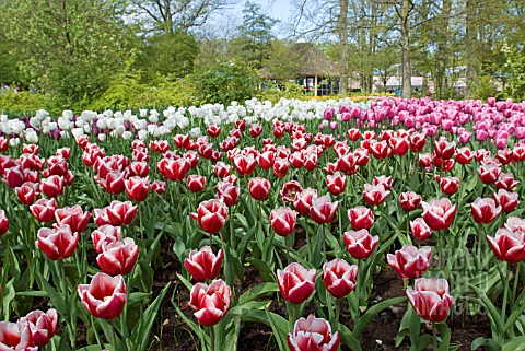 TULIPA_LEEN_VAN_DER_MARK_RED_AND_PINK_TRIUMPH_TULIPS_AT_KEUKENHOF_GARDENS_HOLLAND