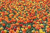 TULIP APRINSES MARGRIET, HERMITAGE AND PRINSES IRENE