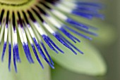 PASSIFLORA CAERULEA; PASSION FLOWER