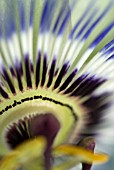 PASSIFLORA CAERULEA; PASSION FLOWER