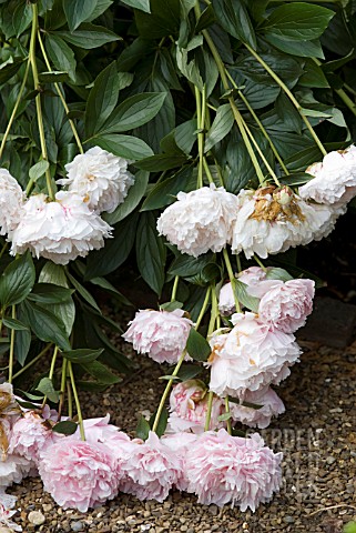 PAEONIA_DOUBLE_PINK_PEONIES_WITH_WIND_DAMAGE