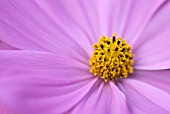 COSMOS SONATA DWARF; PINK AND YELLOW CENTRE DETAIL