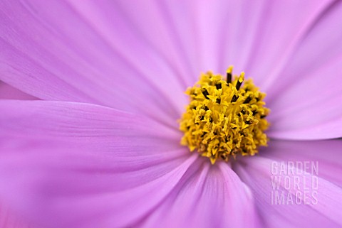 COSMOS_SONATA_DWARF_PINK_AND_YELLOW_CENTRE_DETAIL