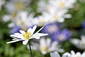 ANEMONE BLANDA WHITE SPLENDOUR