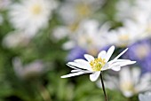 ANEMONE BLANDA WHITE SPLENDOUR