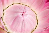 HELICHRYSUM; PINK STRAW FLOWER CENTRE