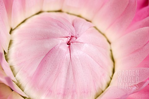 HELICHRYSUM_PINK_STRAW_FLOWER_CENTRE