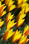 TULIPA CHRYSANTHA TUBERGENS GEM