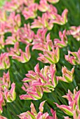 TULIPA VIRICHIC; PINK AND GREEN VIRIDFLORA TULIP