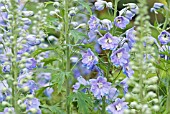 BLUE DELPHINIUM FLOWERS