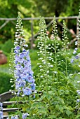 BLUE DELPHINIUM FLOWERS