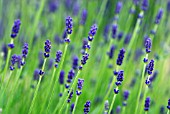 LAVANDULA ANGUSTIFOLIA MUNSTEAD, LAVENDER