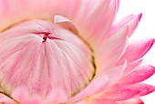 HELICHRYSUM; PINK STRAW FLOWER