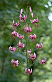 LILIUM MARTAGON