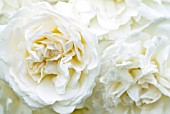 WHITE CLIMBING ROSE FLOWERS