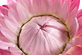 HELICHRYSUM; PINK STRAW FLOWER