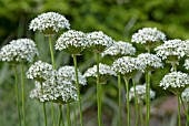 ALLIUM NIGRUM SYN. MULTIBULBOSUM