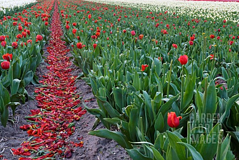 DEAD_HEADING_TULIPS_IN_TULIP_FIELD_TO_BUILD_UP_ENERGY_FOR_NEXT_YEARS_BLOOMS