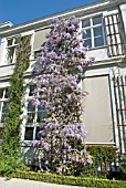 WISTERIA GROWING UP A HOUSE