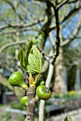 FICUS CORICA