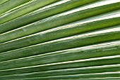 BRAHEA ARMATA S. WATSON; MEXICAN BLUE PALM LEAF