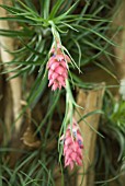 TILLANDSIA STRICTA; AIR PLANT