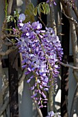 PURPLE WISTERIA FLOWERS