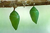 TWO GREEN CHRYSALISES