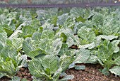 CABBAGE UNDER PROTECTIVE NETTING