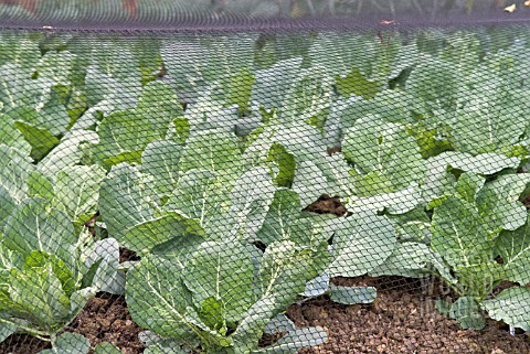 CABBAGE_UNDER_PROTECTIVE_NETTING