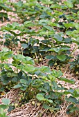 ROWS OF STRAWBERRY PLANTS